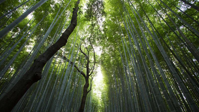 吃瓜社区案例：黑料每日网专题报道